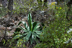 Agave maximiliana
