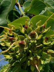Duabanga grandiflora