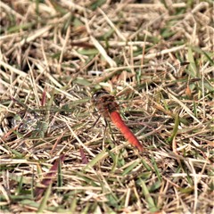 Sympetrum striolatum imitoides