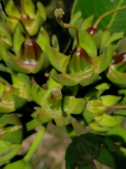 Duabanga grandiflora