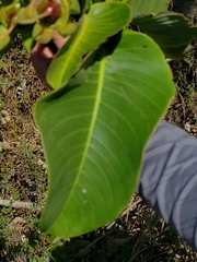 Duabanga grandiflora