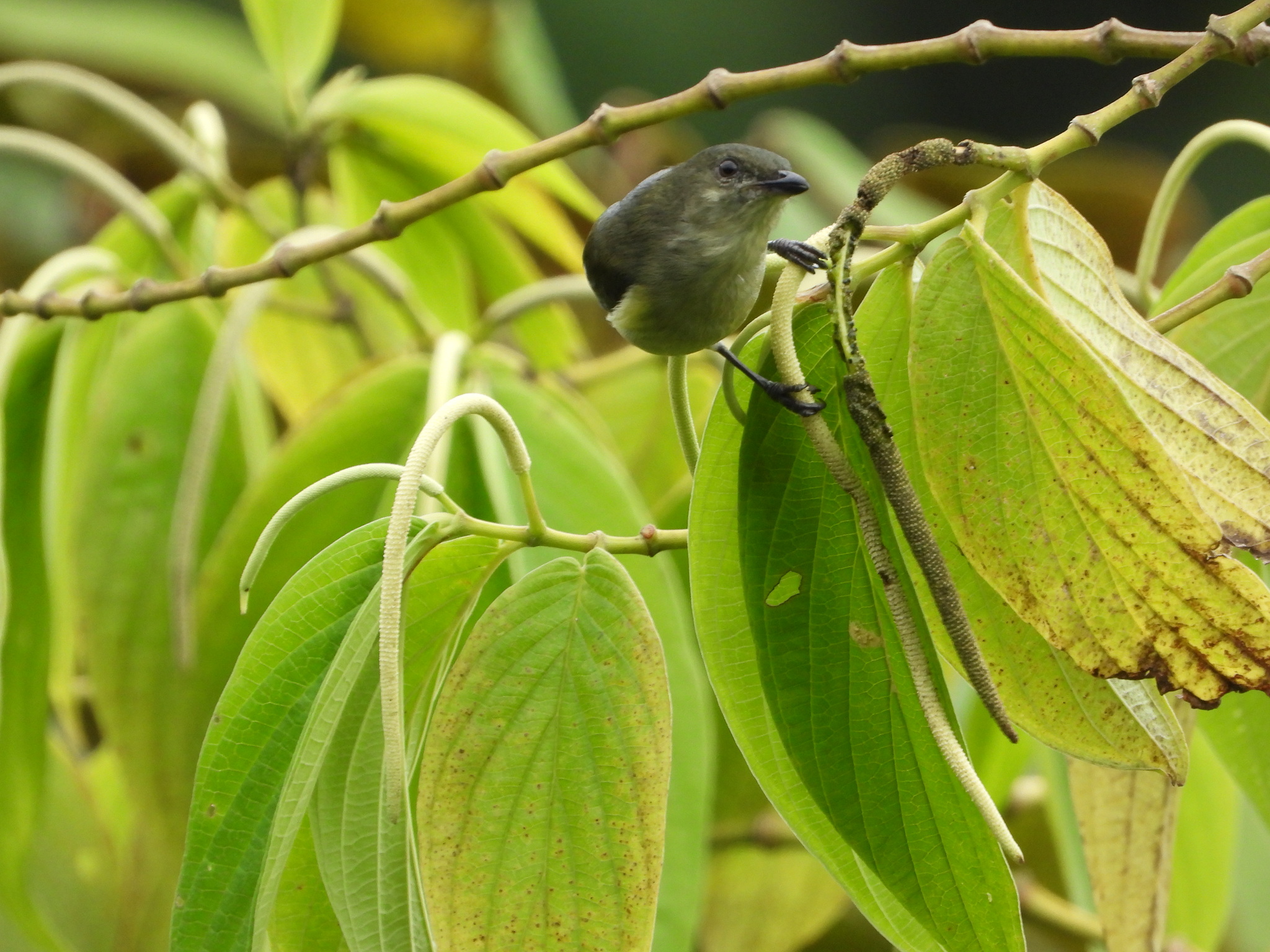 Mid-mountain Berrypecker (Melanocharis longicauda), photo 10