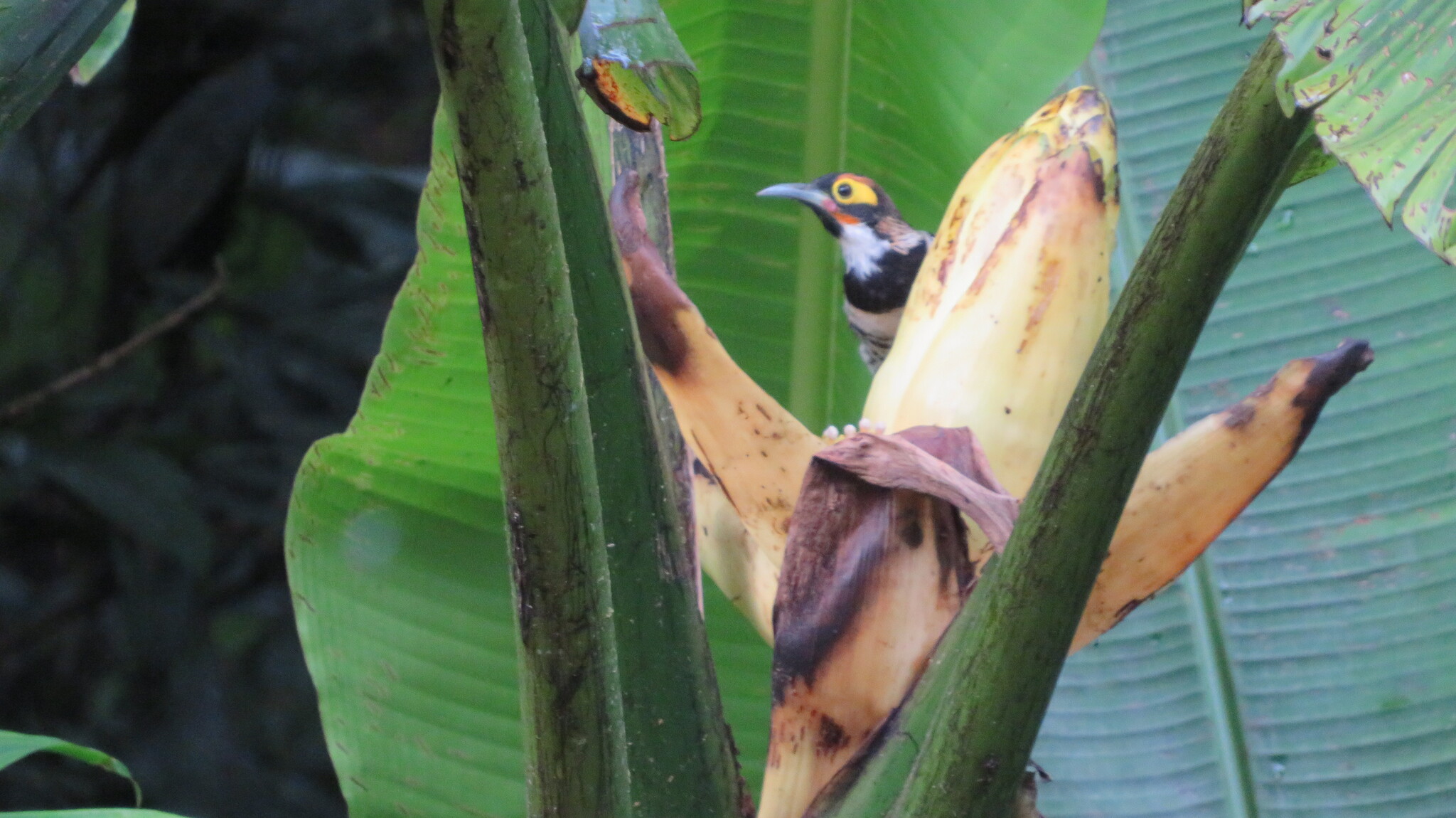 Ornate Melidectes (Melidectes torquatus), photo 5