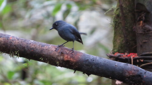 Slaty Robin (Melanodryas cyanus), photo 6