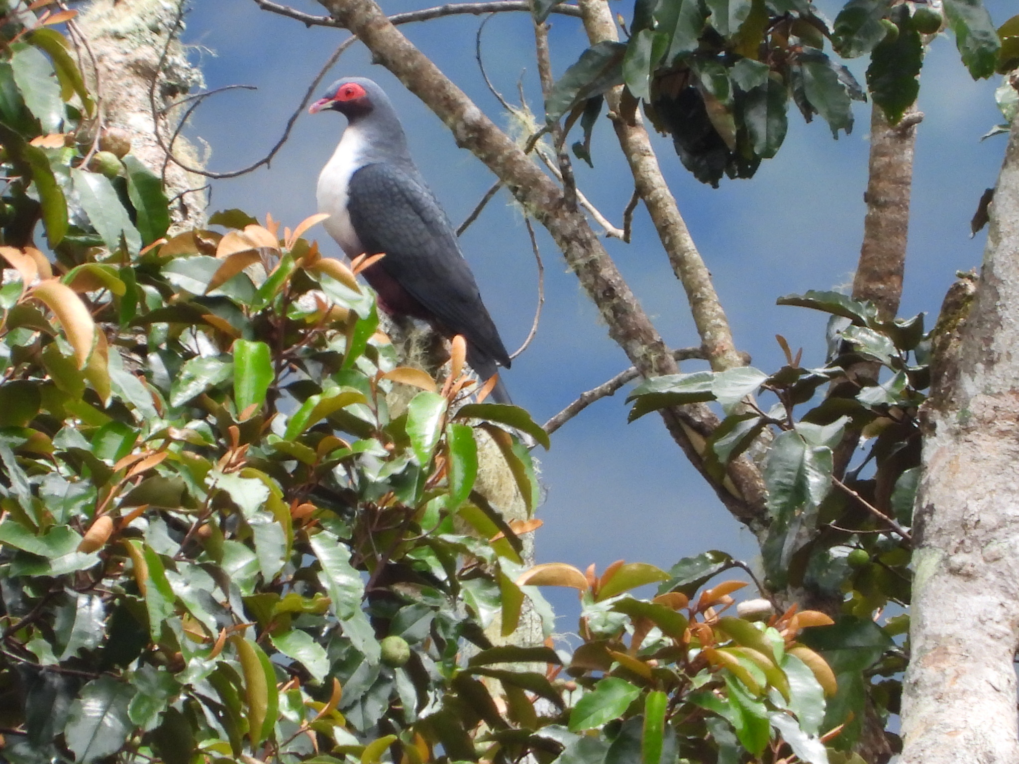 Papuan Mountain Pigeon (Gymnophaps albertisii), photo 1