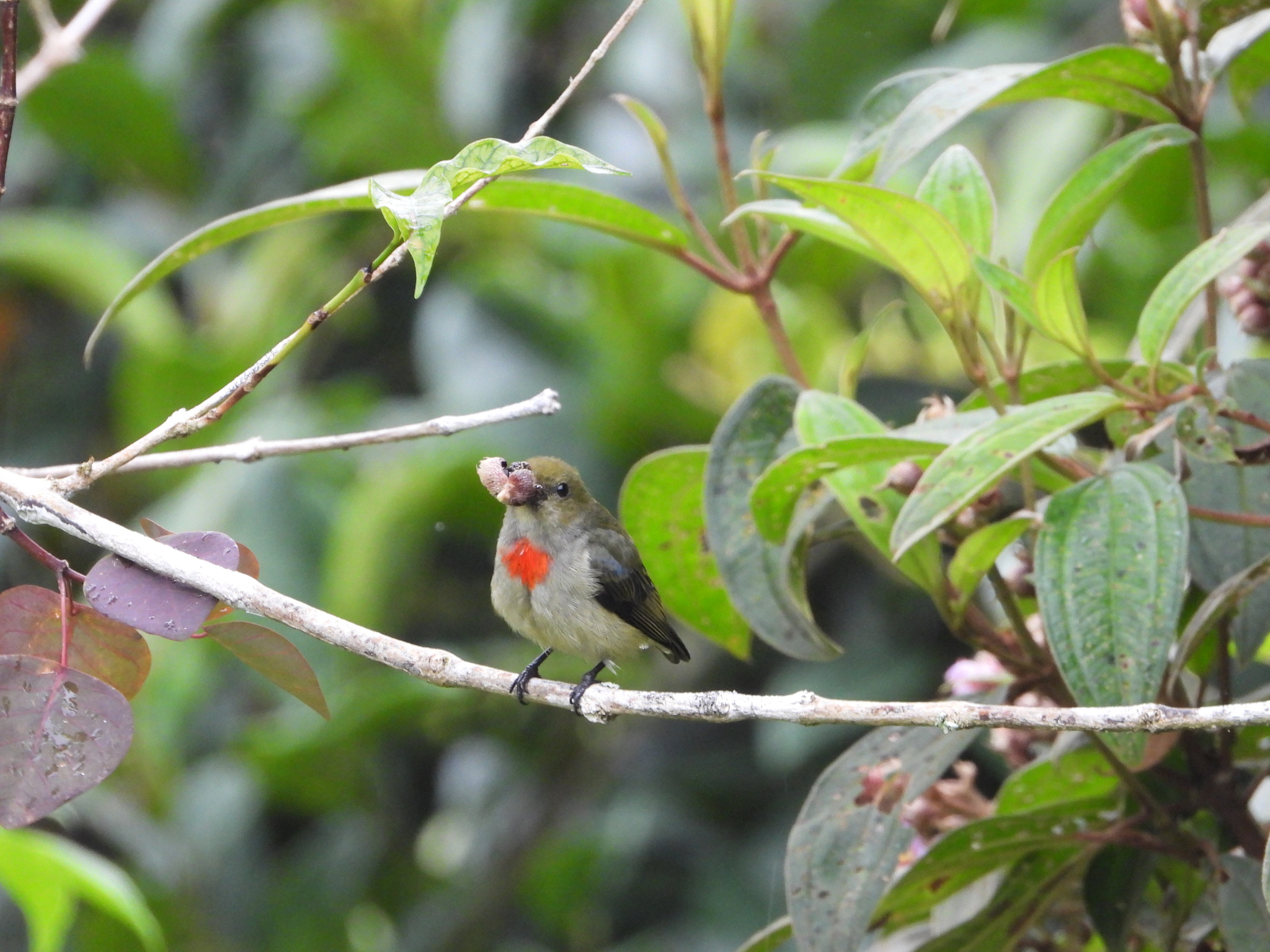 Olive-crowned Flowerpecker (Dicaeum pectorale), photo 2