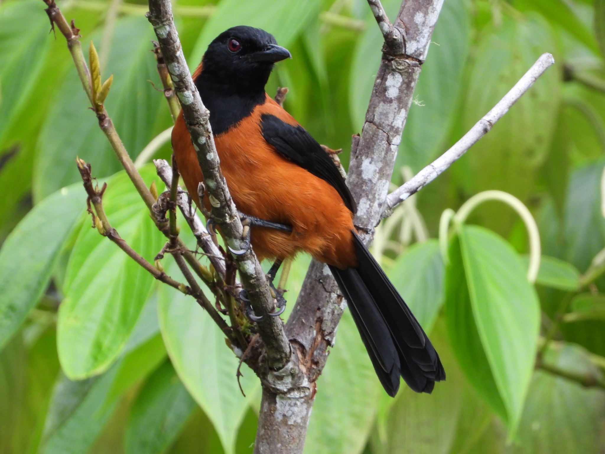 Hooded Pitohui (Pitohui dichrous), photo 1