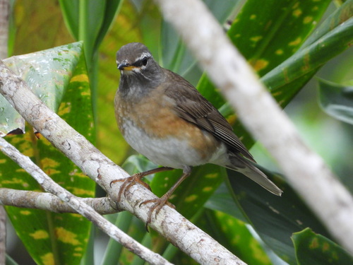 Eyebrowed Thrush (Turdus obscurus), photo 8