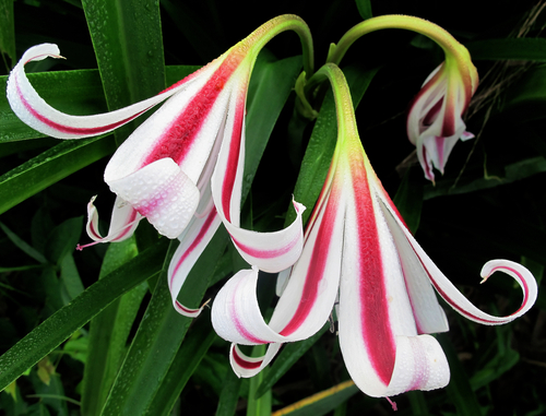Crinum ornatum, photograph 1