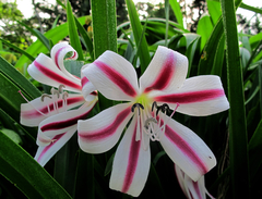 Crinum ornatum