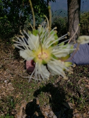Duabanga grandiflora