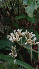 Psychotria bullulata image