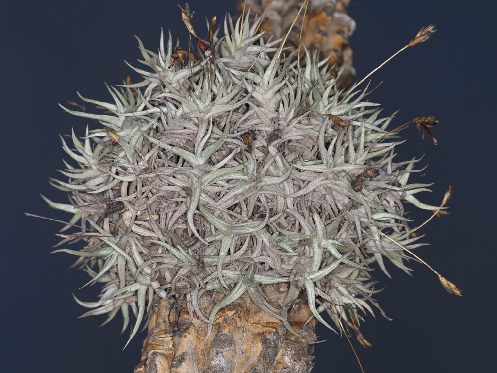 Tillandsia funebris; photograph (c) Rosario Douglas, some rights reserved (CC BY)