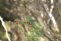 Platycercus icterotis
