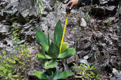 Agave maximiliana maximiliana