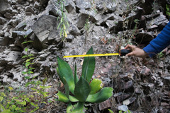 Agave maximiliana maximiliana