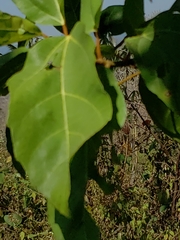 Ficus subpisocarpa