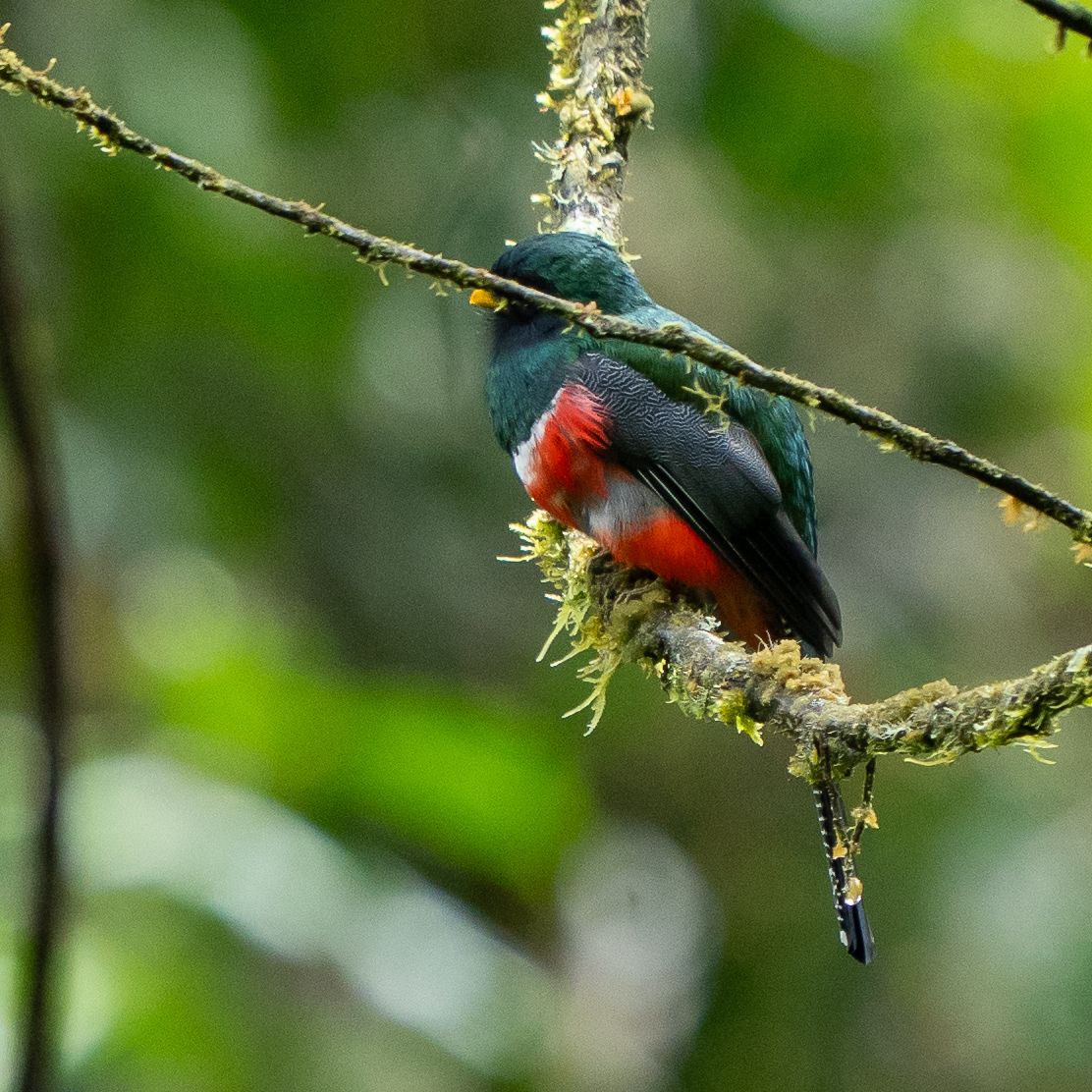 Collared Trogon (Trogon collaris), photo 8