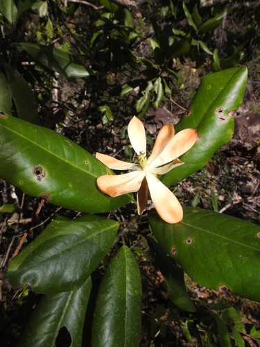 Magnolia pacifica, photograph 1