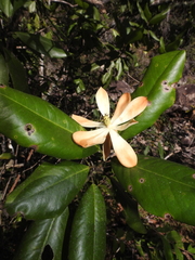 Magnolia pacifica, photograph alejandrozab, CC BY, iNaturalist via GBIF