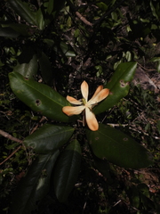 Magnolia pacifica, photograph alejandrozab, CC BY, iNaturalist via GBIF