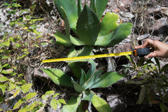 Agave maximiliana maximiliana