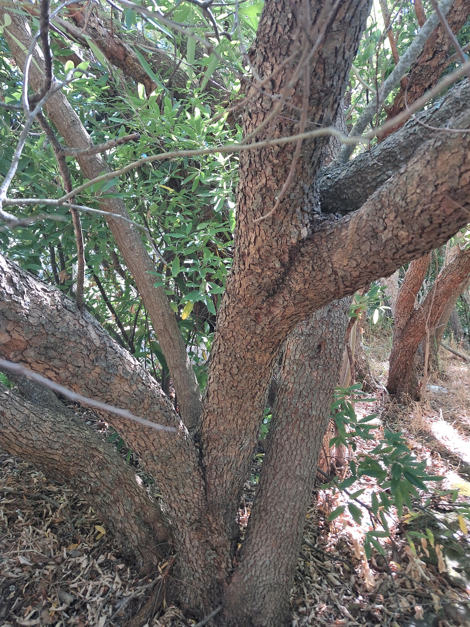 Imagem de sumagre-chorão