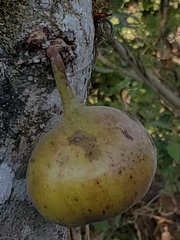 Ficus subpisocarpa