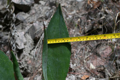 Agave maximiliana maximiliana