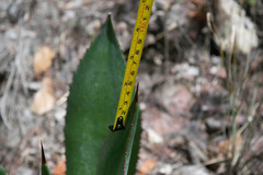 Agave maximiliana maximiliana