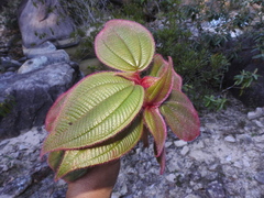 Miconia vallartensis
