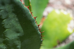 Agave maximiliana maximiliana