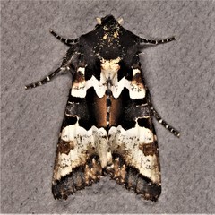 Phlogophora albovittata