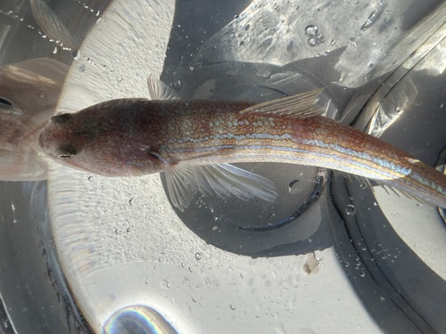 Snakefish (Synodus myops) — Synodontidae — 4