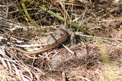 Ctenotus labillardieri