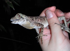 Anolis capito