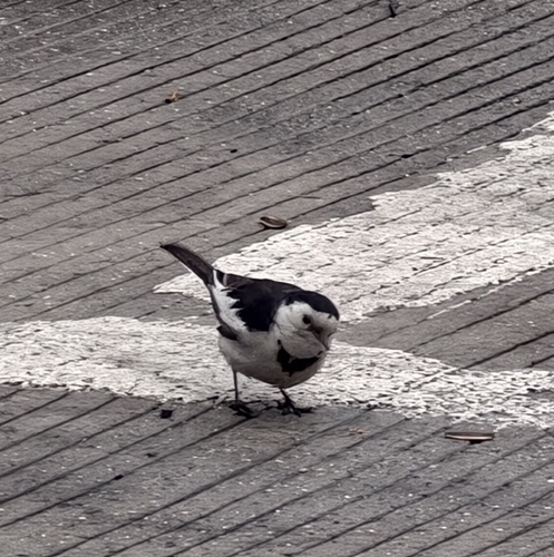 White Wagtail