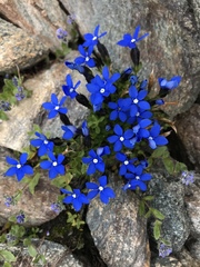 Gentiana bavarica bavarica