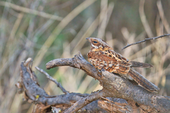 Donaldson-Smith's Nightjar photo 3