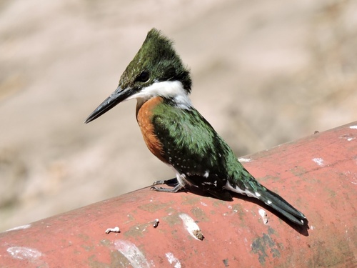 Green Kingfisher