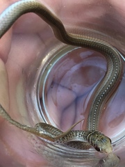Psammophis brevirostris