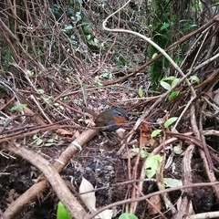 Scelorchilus rubecula