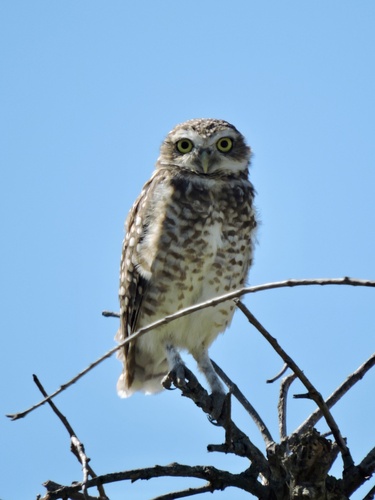 Burrowing Owl