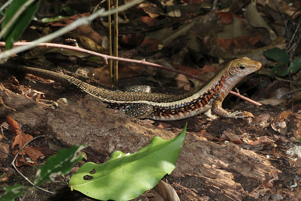 Western Girdled Lizard