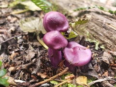 Cortinarius magellanicus