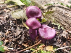 Cortinarius magellanicus
