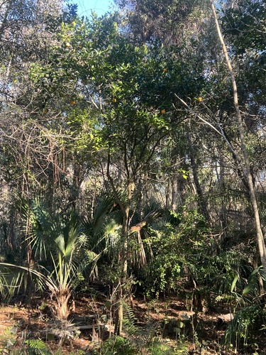 Citrus sinensis