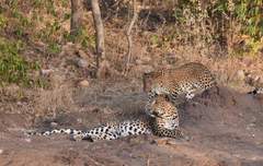 Panthera pardus fusca