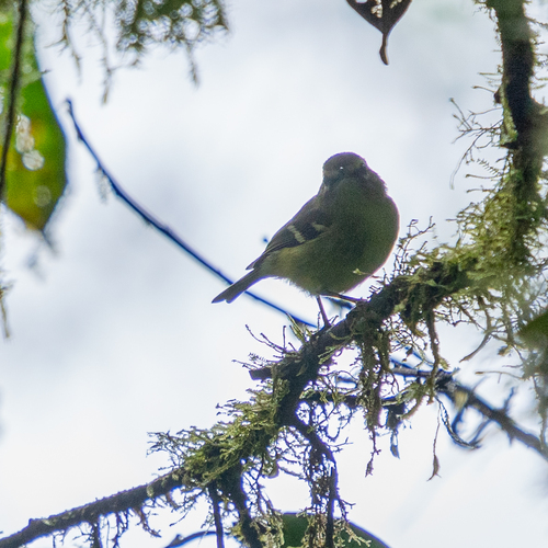 Yellow-winged Vireo (Vireo carmioli)