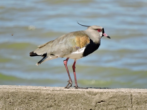 Southern Lapwing